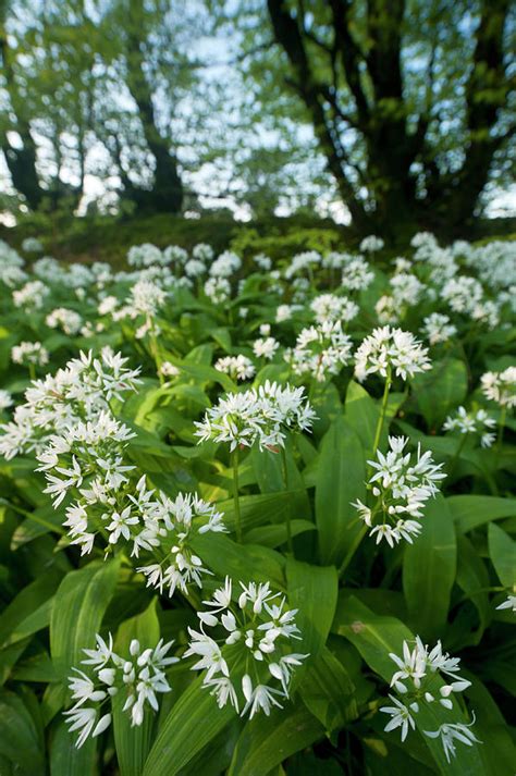 Wild Garlic Flowering In Woodland Cornwall England Photograph By Ross