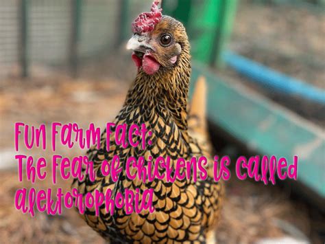 Fear Of Chickens Alektorophobia Legendary Acres Hobby Farm