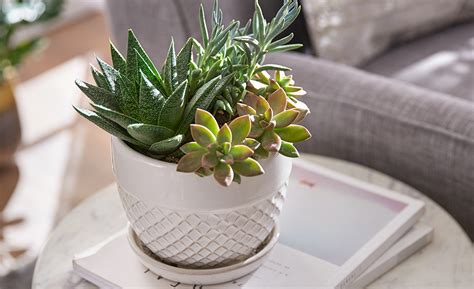 Indoor Plants That Are Easy To Maintain The Home Depot