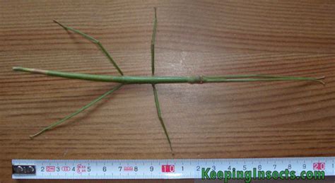 Vietnamese Stick Insect Keeping Insects
