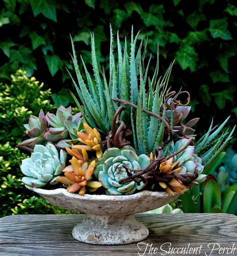 Pin By The Succulent Perch On Succulent Container