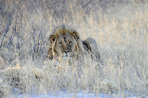 Lion 1 Etoscha Pictures Namibia In Global Geography
