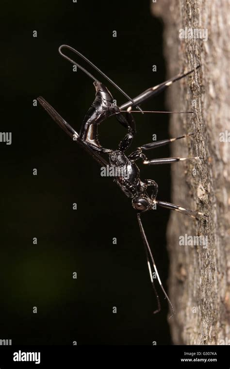 A Female Ichneumonid Wasp Xorides Stigmapterus Oviposits In The