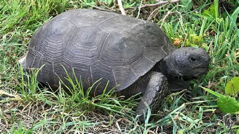 What To Do When You See A Gopher Tortoise In Florida Solo Travel Girl