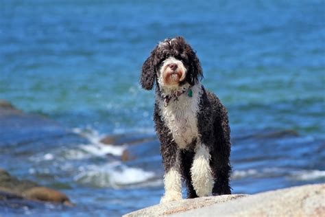 5 Greatest Traits Of Portuguese Water Dogs Anu Blog
