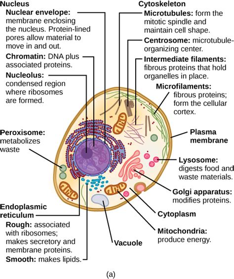 Plant Cell Parts Functions Typical Plant Cell Parts And Functions