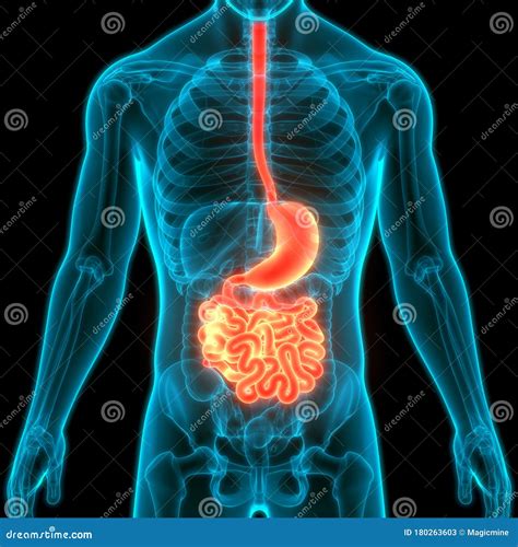 Human Internal Organs Digestive System Stomach With Small Intestine