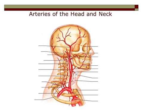 A blockage in one of the carotid arteries can be cleared either by endarterectomy or carotid angioplasty. Arteries of the Head and Neck