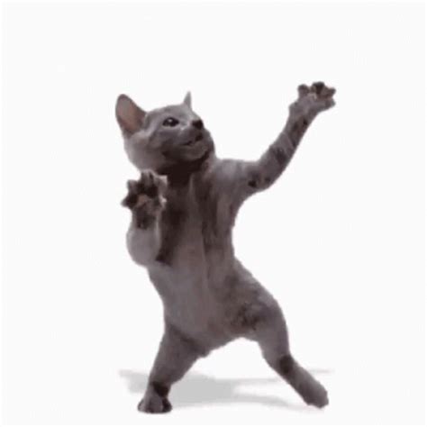 A Gray Cat Standing On Its Hind Legs With It S Paws In The Air