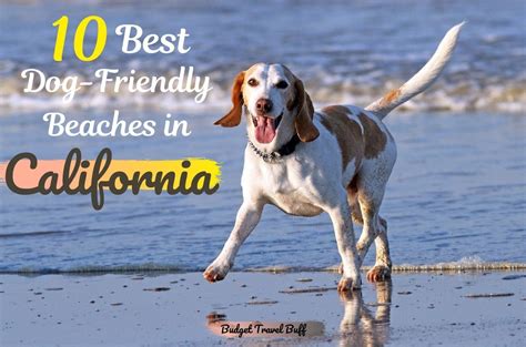 10 Best Dog Friendly Beaches In California Budgettravelbuff