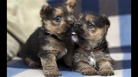Funniest And Cutest German Shepherd Puppies Videos