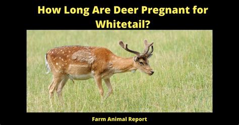 How Long Is A Deer Pregnancy Deer