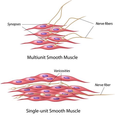 What Is A Muscle Cell With Pictures