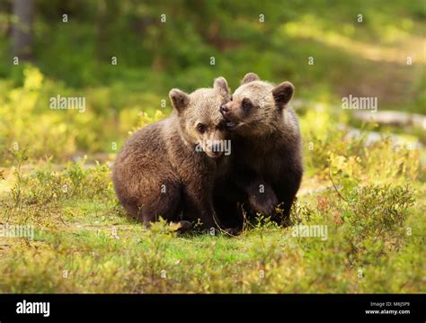 Two Cute Eurasian Brown Bear Cubs Play Fighting On A Sunny Summer