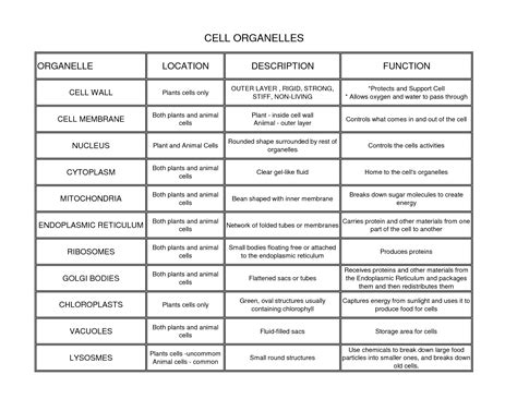 Cell Organelles Function And Structure Cell Organelles