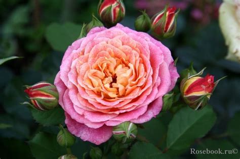 See what michelle flowers (flwrsmichelle) has discovered on pinterest, the world's biggest collection of ideas. Michelle Bedrossian | Rose, Flowers, Shrubs