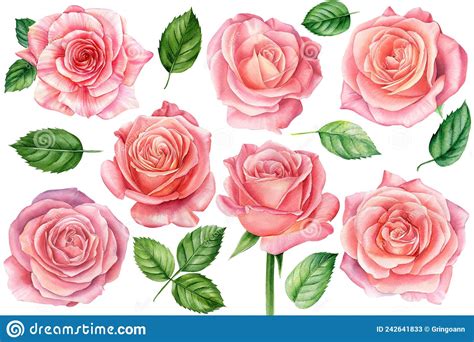Set Of Pink Roses On White Background Watercolor Botanical