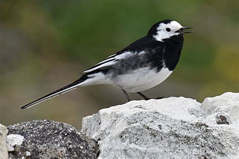 Pied Wagtail By Fausto Riccioni Birdguides