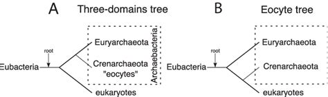 The 3 Domains And Eocyte Trees A The Rooted 3 Domains Tree 1