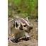 Snarling Badger Stock Photo  Download Image Now IStock
