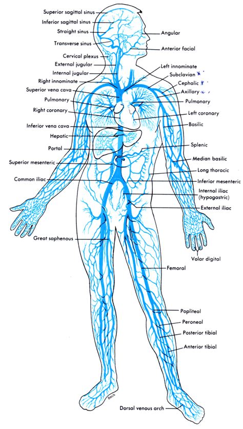 An artery (plural arteries ) (from greek ἀρτηρία (artēria) 'windpipe, artery') 1 is a blood vessel that takes blood away from the heart to one or more parts of the body (tissues, lungs, brain etc.). 32 Veins Of The Body Diagram - Wiring Diagram List