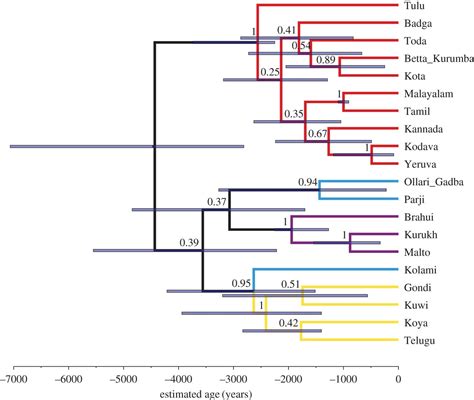 Yet Another Bayesian Phylogenetic Tree Now For Dravidian Indo