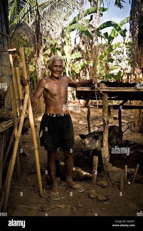 Elderly Balinese Man And His Pig In Slums Bali Stock Photo Alamy