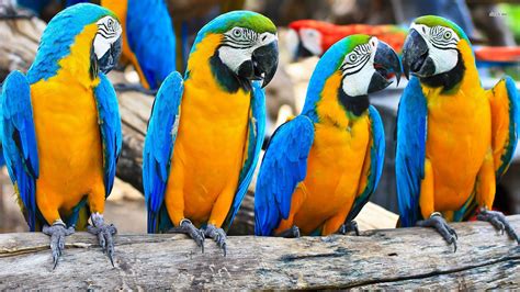 Blue And Gold Macaw Wallpaper