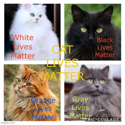Image Tagged In Cat Lives Matter Imgflip