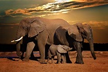 Elefante africano - Animais Mamíferos - InfoEscola