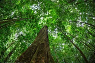 The Rainforest Canopy Kaltimber Timber Merchant Flooring Shop