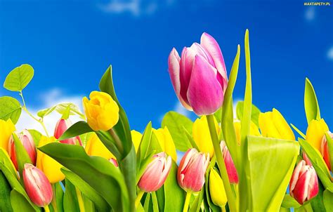 Tapety Zdjęcia Tulipany Wiosna Kwiaty Kolorowe