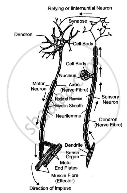 Draw A Labeled Diagram Of A Myelinated Neuron Biology Shaalaa Com