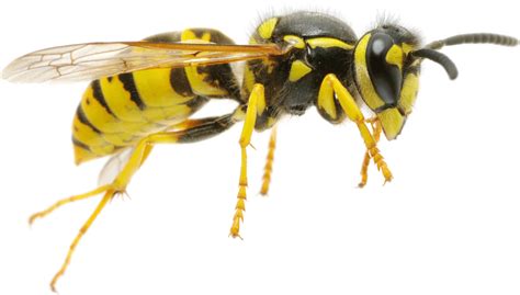Wasp Png Transparent Image Download Size 1901x1080px