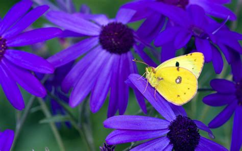 Yellow Butterfly Purple Flower Yellow Butterfly Yellow Butterfly