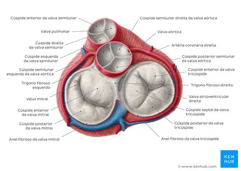 Coração Anatomia Função Valvas E Vasos Sanguíneos Kenhub