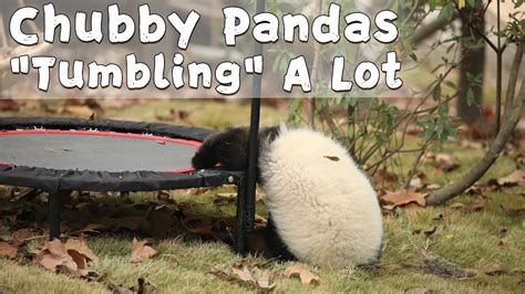 Chubby Pandas Tumbling A Lot Ipanda Youtube