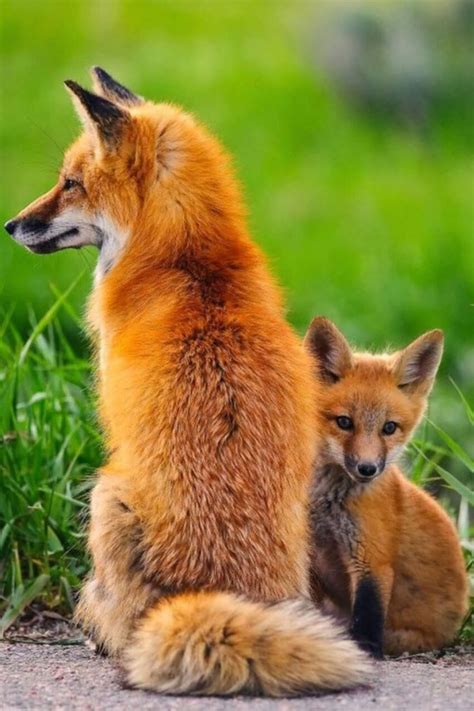 10 Animal Moms That Are Too Cute To Handle Cute Wild Animals Animals