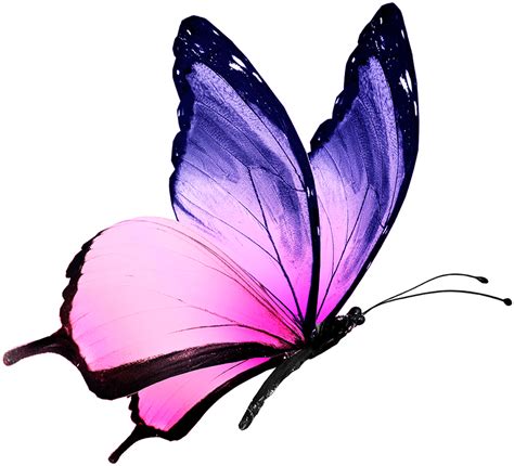 Pink And Purple Butterfly Free Download On Clipartmag