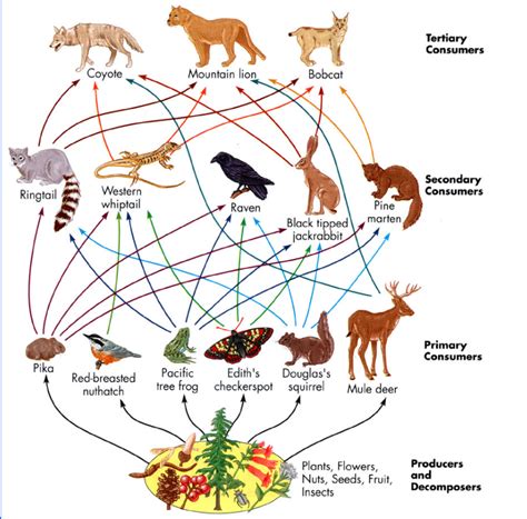 Diagram Diagram Of A Food Web Mydiagramonline