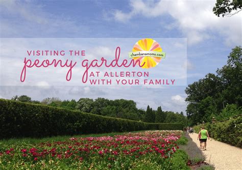 A Must See The Peony Garden At Allerton Park