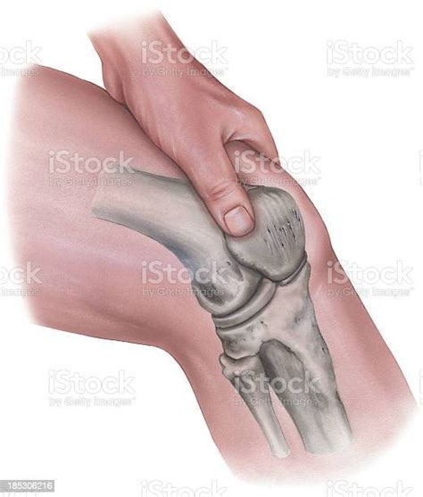 Ilustración De Rodilla Mano Presionando En Los Músculos Los Huesos Y