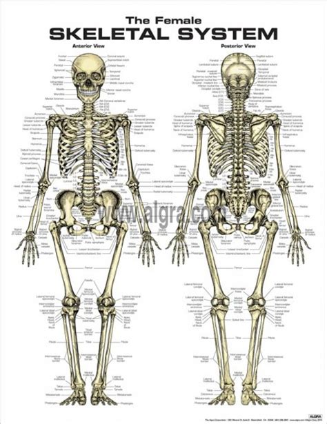 Female Skeleton Poster Clinical Charts And Supplies