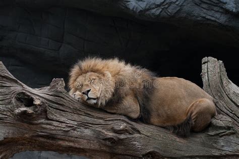 Lion Sleeping On A Tree Trunk Stock Image Image Of Sleeping Male