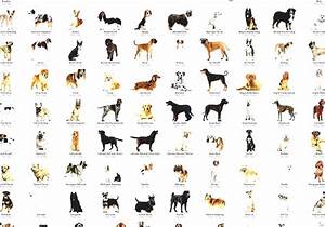 57 Breeds Of Dog Chart Svg Jpg Png 16 20 39 39 Canoeracing Org Uk