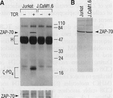 The Association Of Zap 70 With Is Dependent On The Expression Of Lck