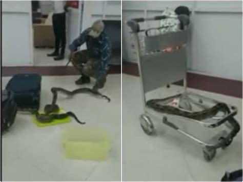 Woman Smuggling Snakes Arrested At Chennai Airport Video Goes Viral
