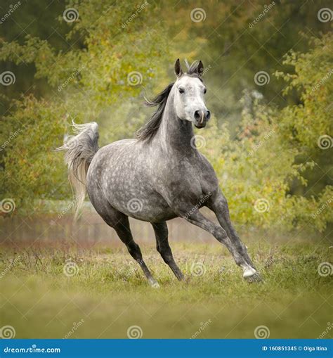 Grey Dappled Arabian Horse Runs Free In Autumn Field Stock Image