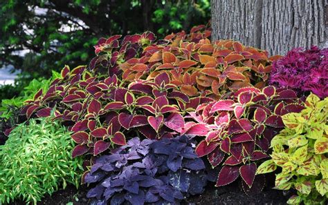Using Coleus As Mass Plantings As You Would Annual Flowers Shade