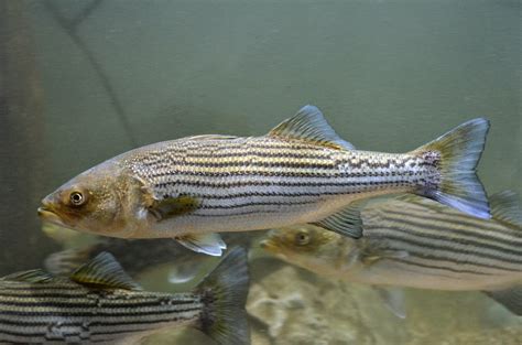 Virginia Fishes Striped Bass And Striper Hybrids In Our James River